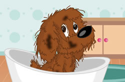 Banho no Cachorro